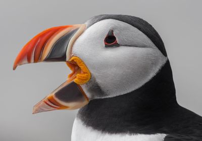 Close-up of puffin against gray background