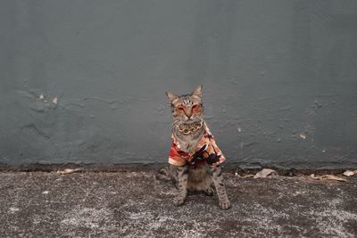 Portrait of cat sitting on wall