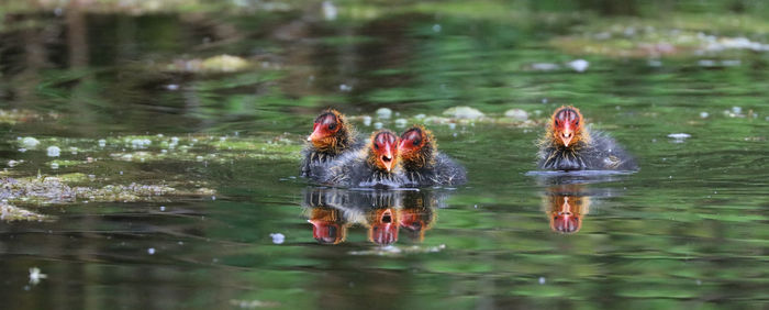 Ducks swimming in lake