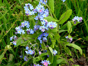 Close-up of flowers blooming outdoors