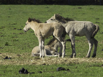 Widl horses in germany