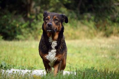 Portrait of dog on grassy field