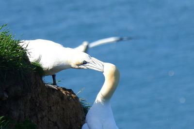 Seagull on a sea