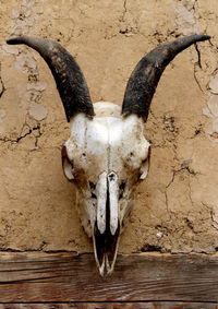 Close-up of animal skull