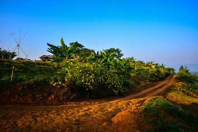 Trees on field against clear blue sky