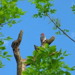 Low angle view of birds perching on tree