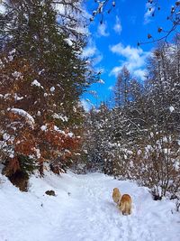 Trees on snow covered landscape