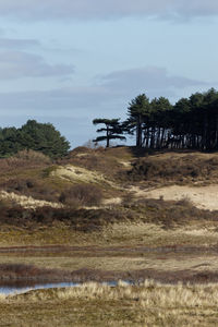 Trees on field against sky