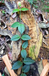 Close-up of ivy growing on tree trunk