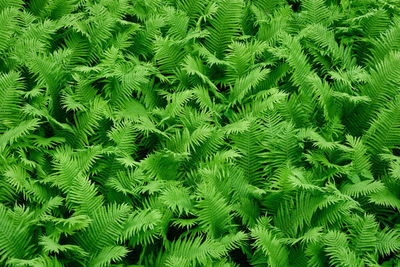 Green fern background. botanical plant pattern. view from above.