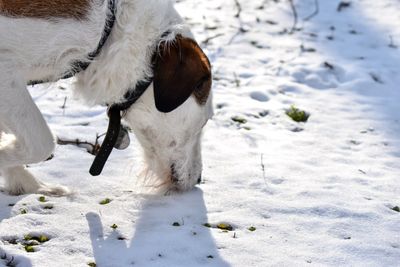 Close-up of dog on snow field