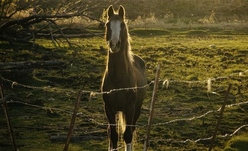 View of a horse on field