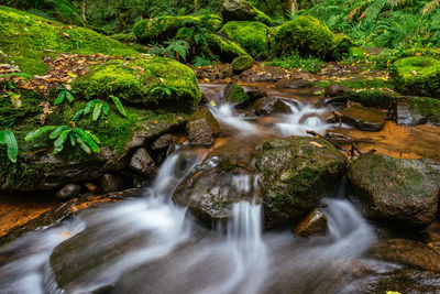 Scenic view of waterfall in forest