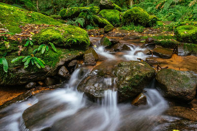 Stream flowing in forest