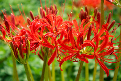 Close-up of red flowering plant in field