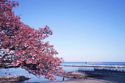 Tree by sea against clear blue sky