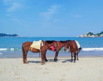 Horses on beach against sky