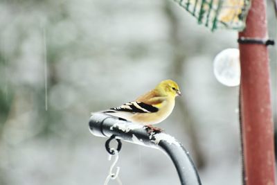 Close-up of bird perching on metal feeder