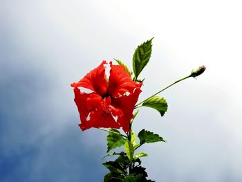 Close-up of red hibiscus on plant