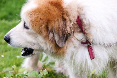 Close-up of dog looking away