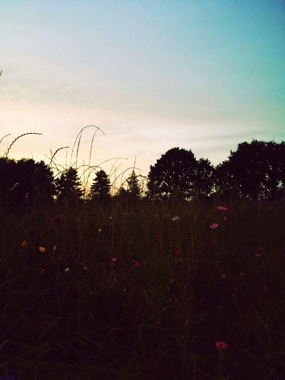 sunset, plant, silhouette, tranquility, tranquil scene, growth, sky, beauty in nature, scenics, field, nature, dark, outline, calm, uncultivated, cloud, outdoors, majestic, wildflower, cloud - sky, solitude, non-urban scene, remote, no people, botany, plant life, fragility, growing