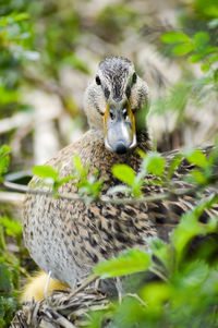 Close-up of bird perching outdoors