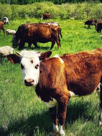 Cows in the field