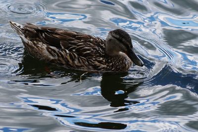 High angle view of duck swimming in lake