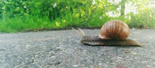 Snail on footpath against plants