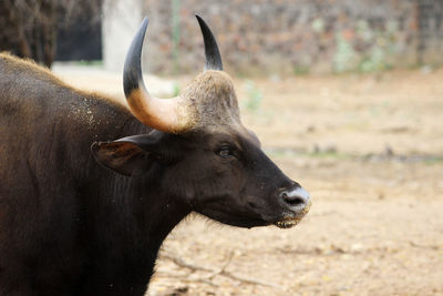 Close-up shot of  wild gaur 