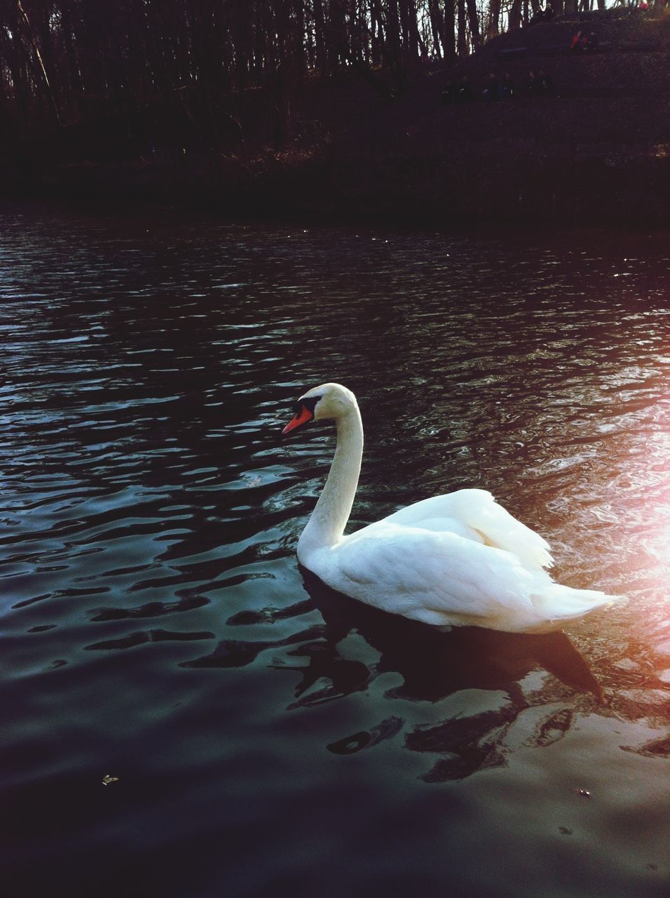 water, swan, lake, animal themes, bird, wildlife, animals in the wild, swimming, waterfront, reflection, rippled, one animal, nature, floating on water, beauty in nature, water bird, tranquility, outdoors, white color, no people