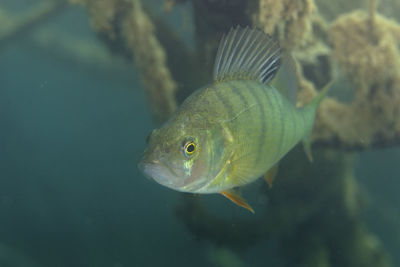 Underwater photo of perca fluviatilis, commonly known as the common perch in soderica lake, croatia