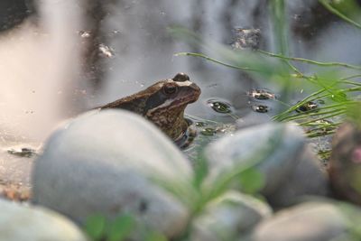 Close-up of frog in water