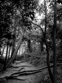 Trees in forest