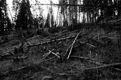 Trees on field in forest