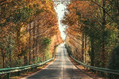 Road amidst trees in forest during autumn