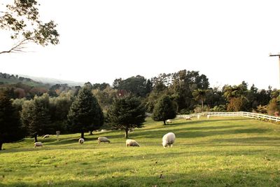 View of sheep grazing on field against sky