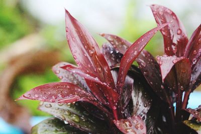 Close-up of raindrops on wet plant during rainy season