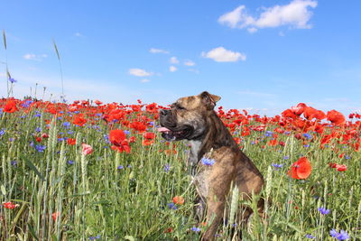 View of a dog on flower field