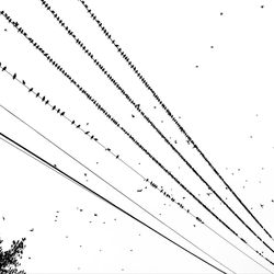 Low angle view of birds perching on power line