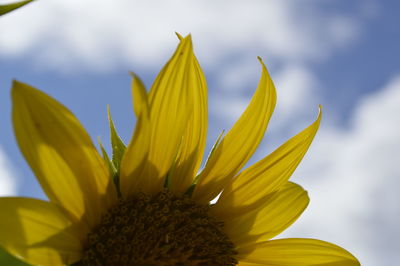 Close-up of yellow flower against sky