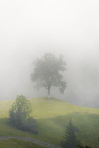 Trees on field against sky