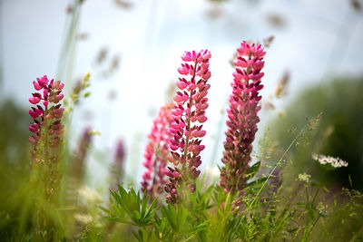 Spring flower, blooming lupine flowers. a field of lupines. sunlight shines on plants in latvia. 