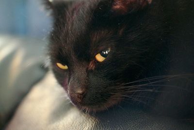 Close-up portrait of black cat