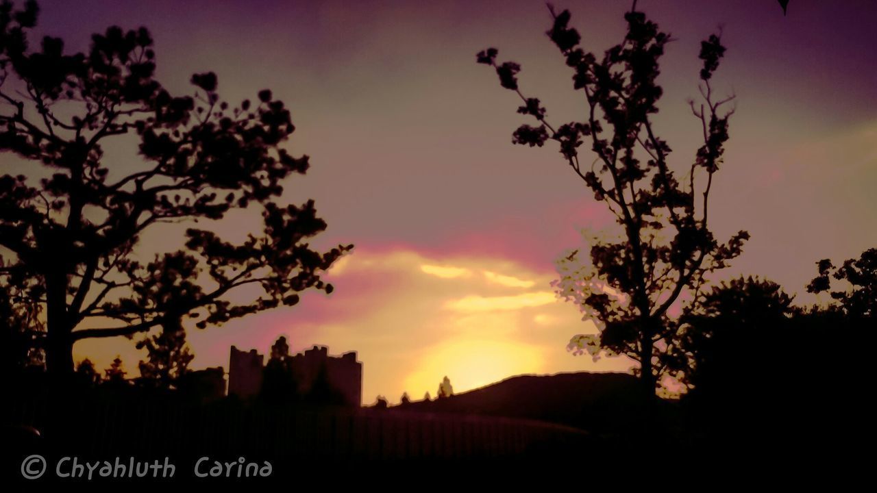 SILHOUETTE TREE AGAINST SKY DURING SUNSET