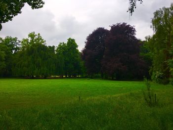 Scenic view of trees on field against sky