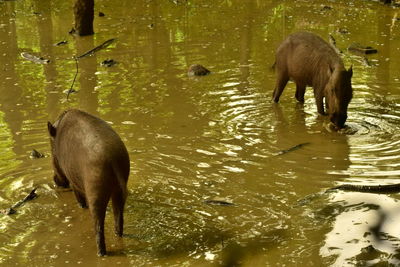 View of elephant in lake