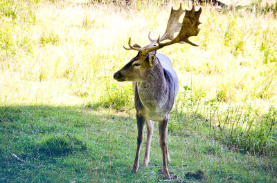 Animal grazing on grassy field