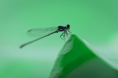 Close-up of fly on leaf