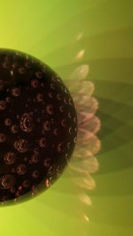 Close-up of flower against blurred background